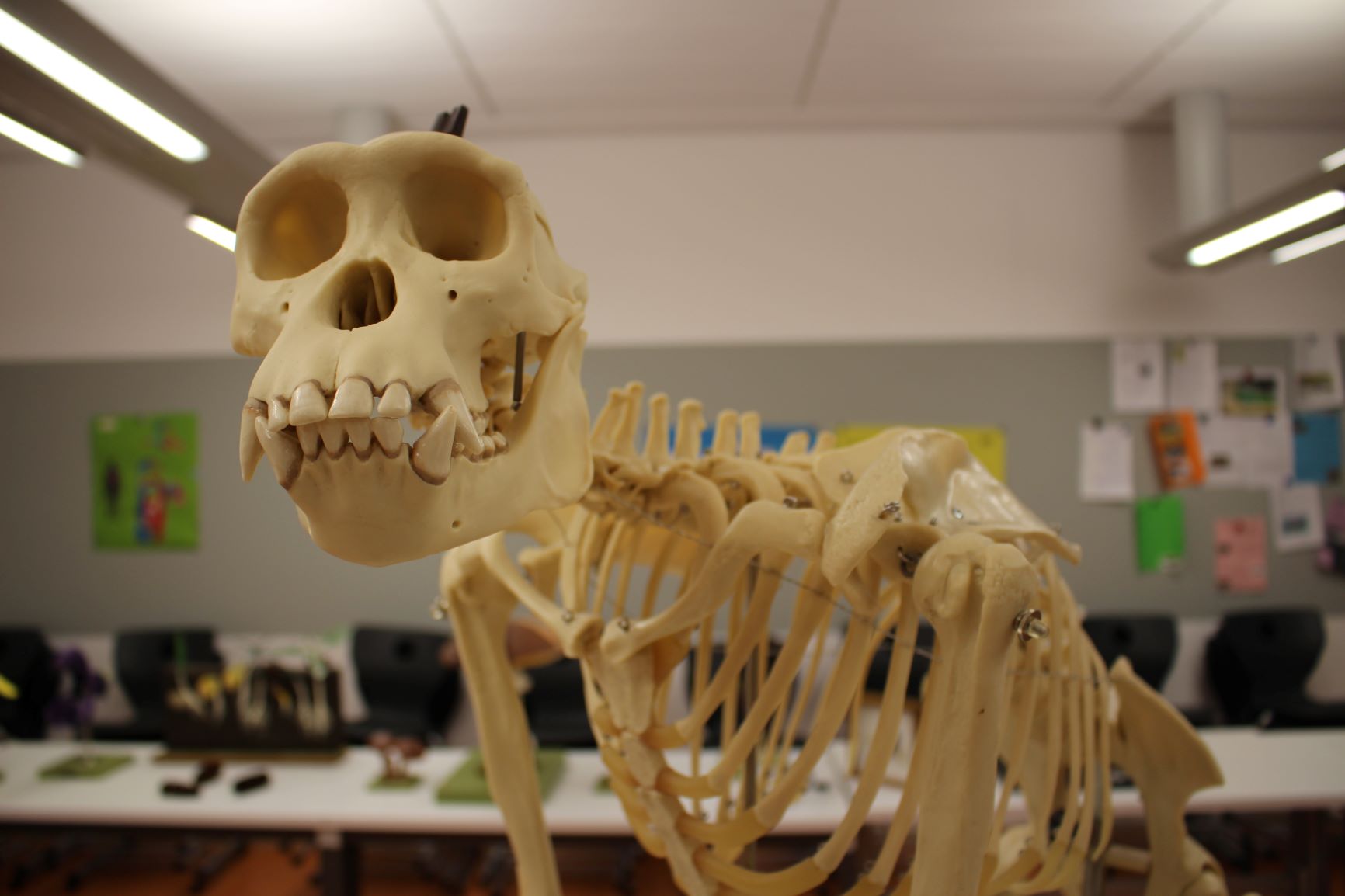 Bio1